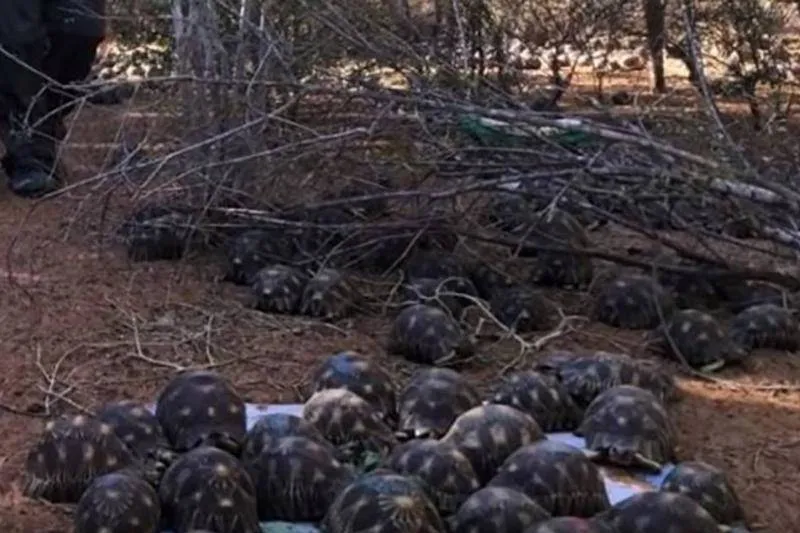 Critically Endangered Tortoises