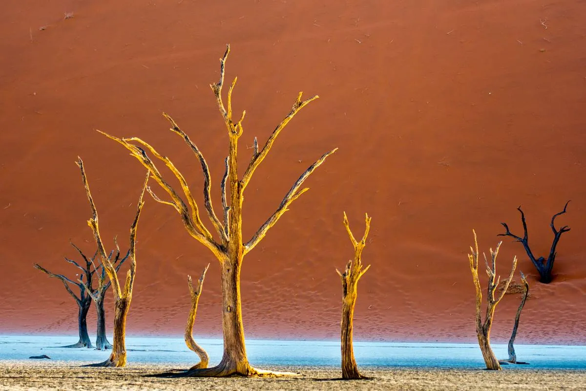 Dead acacia trees line the base of an ancient dune in the Deadvlei clay pan in Namib-Naukluft National Park, located in Namibia, Africa.