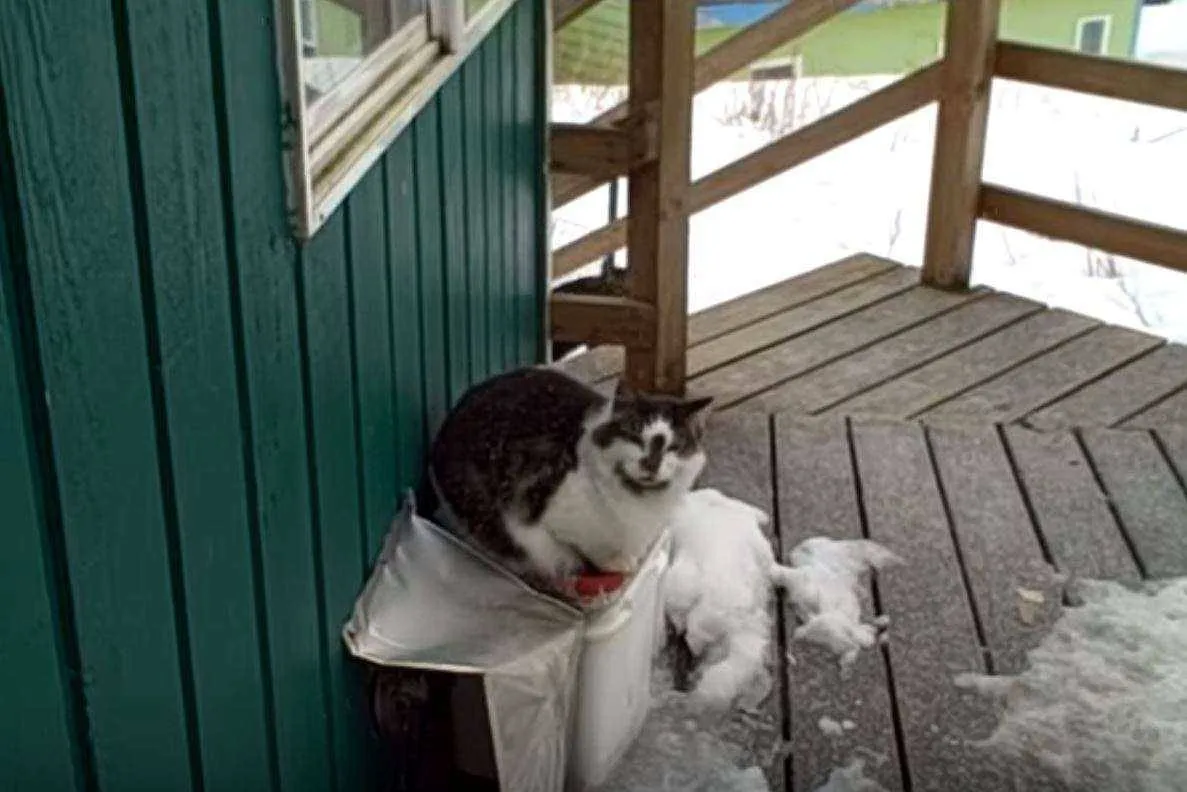 Gizmo the cat sits on Pam's porch.