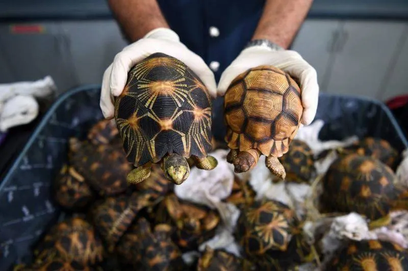 Many Of The Tortoises Would Make A Full Recovery