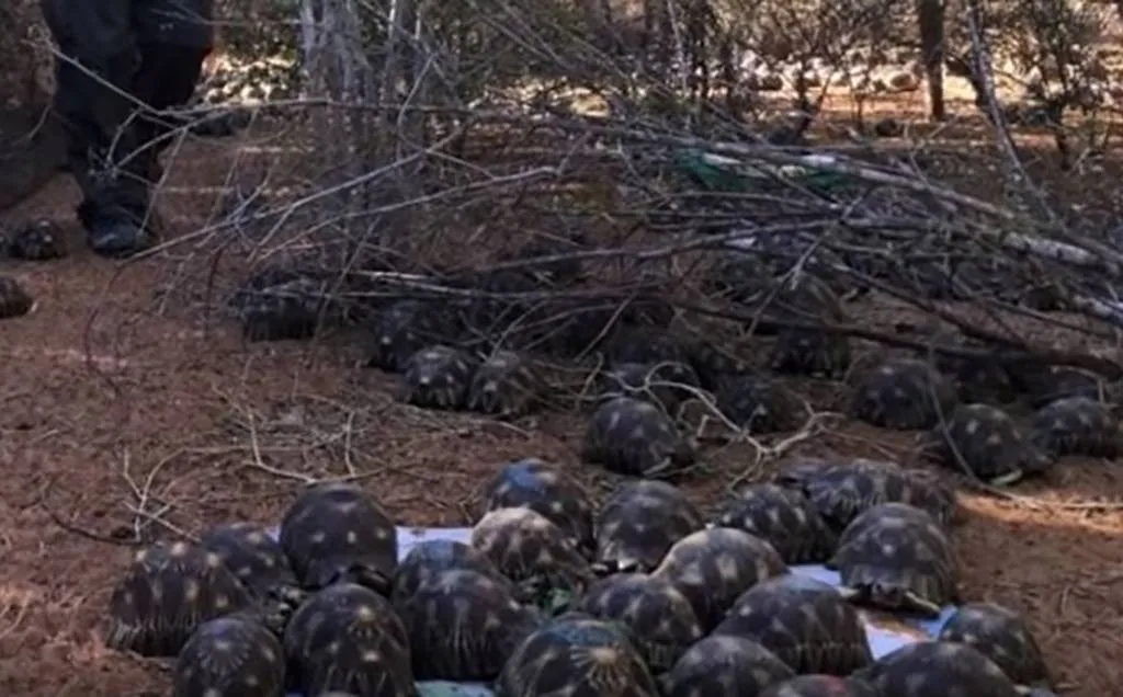 Radiated Tortoises in Madagascar