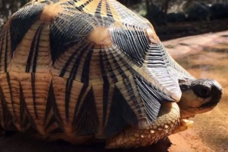 Radiated Tortoises Have Beautiful Shells