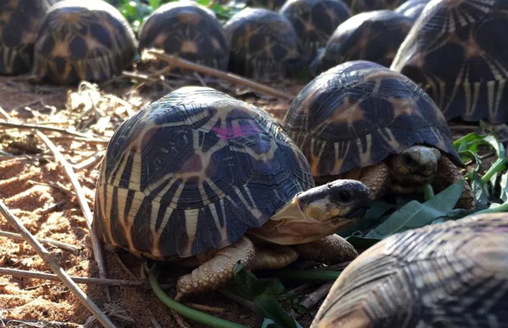 Radiated-tortoise-close-up-1-15154