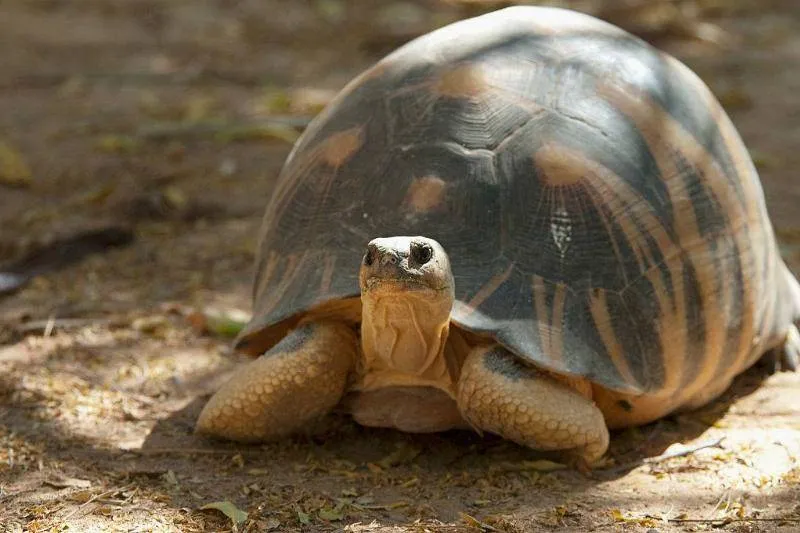 The Tortoises Can Weigh Up To 35 Pounds
