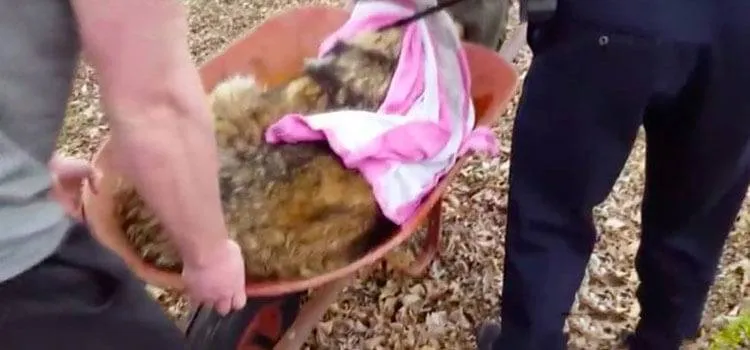 They Got Teddy Into A Wheelbarrow