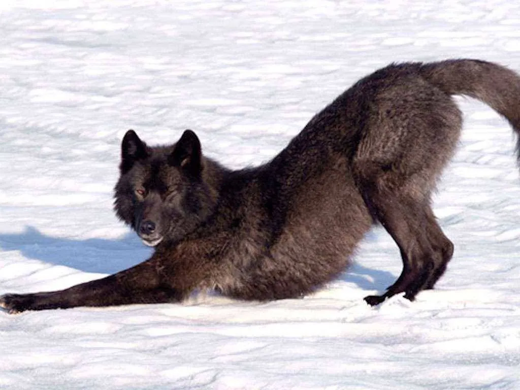 A black wolf stretches in the snow.