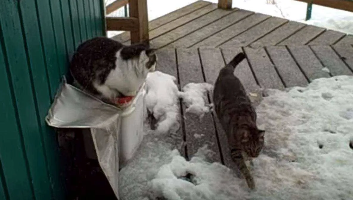 Pam's cats, Gizmo and Suitcase, are on the snowy porch.