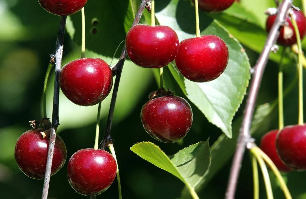 cherries