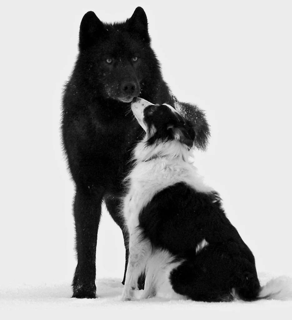 A dog sniffs Romeo the black wolf.