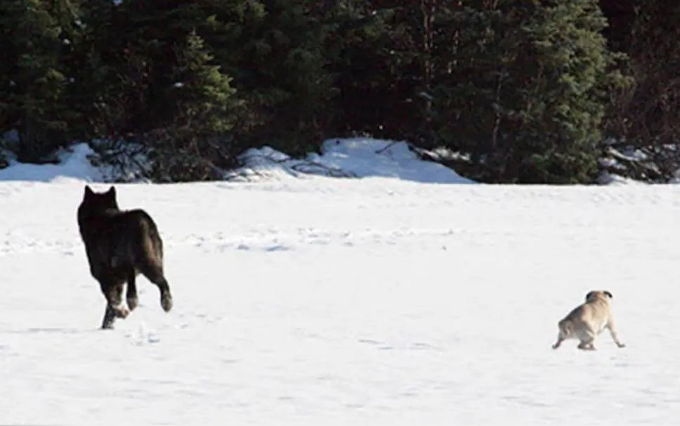 A black wolf plays with a yellow labrador.