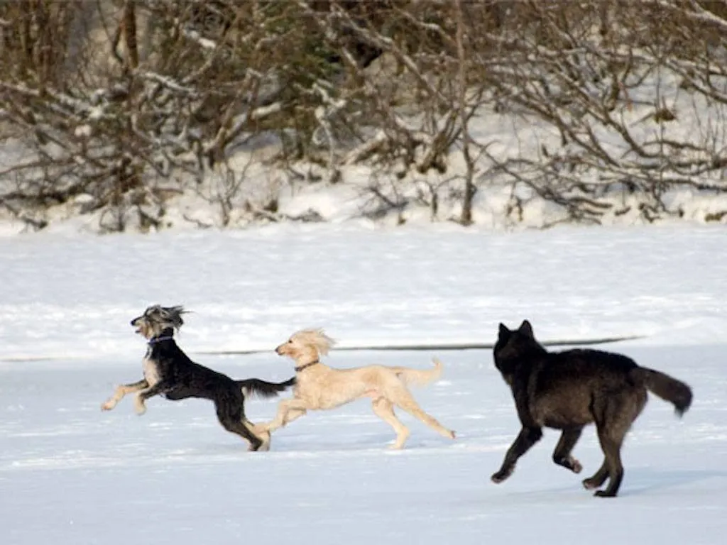 Romeo playfully chases two dogs.