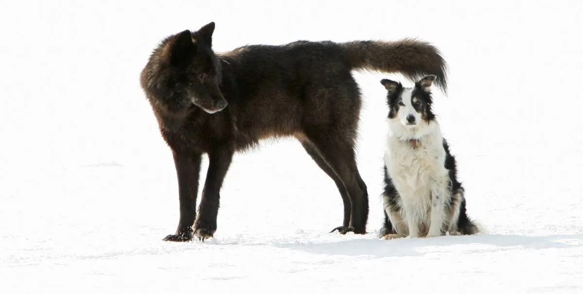 Romeo walks around a dog sitting in the snow.