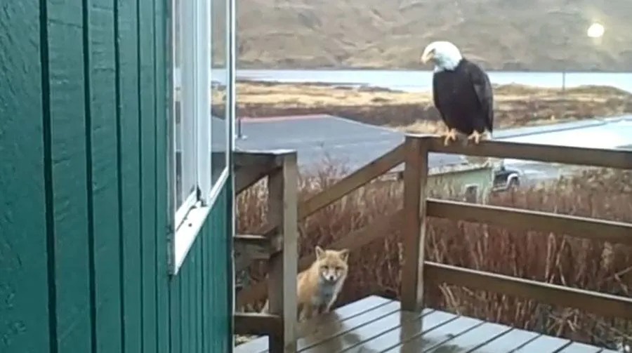 A fox walks up on the porch with a bald eagle.