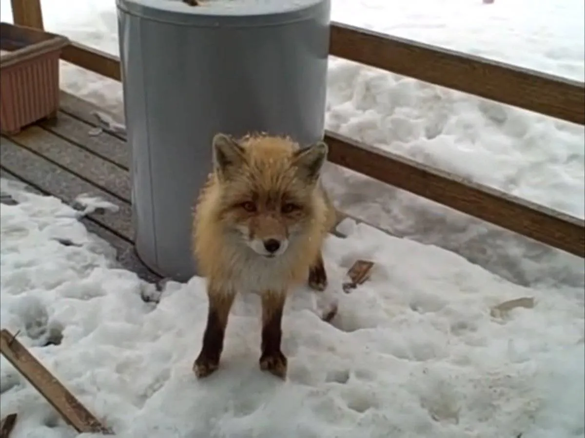 A fox stands in the snow on a porch.