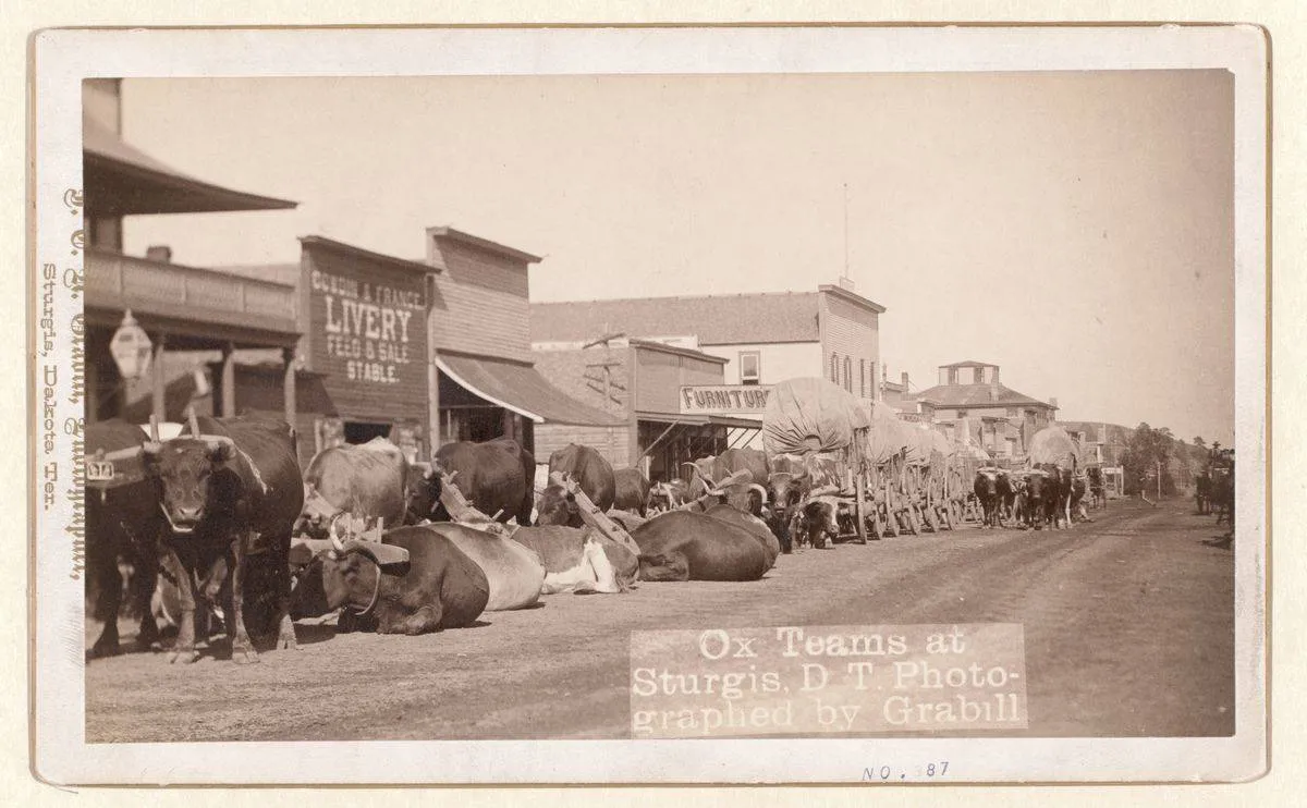 cattle and ox in sturgis south dakota in the 1800s
