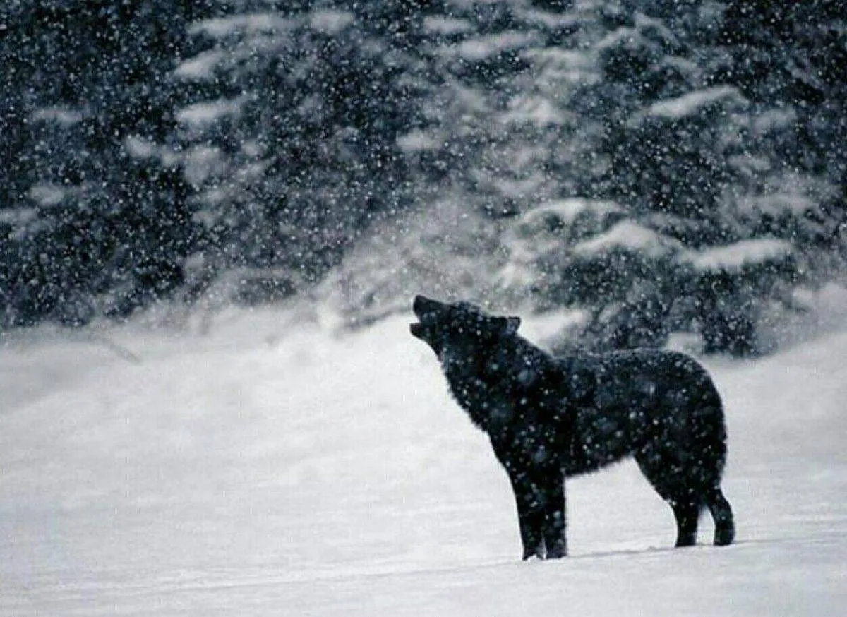 Romeo the black wolf howls in the snow.