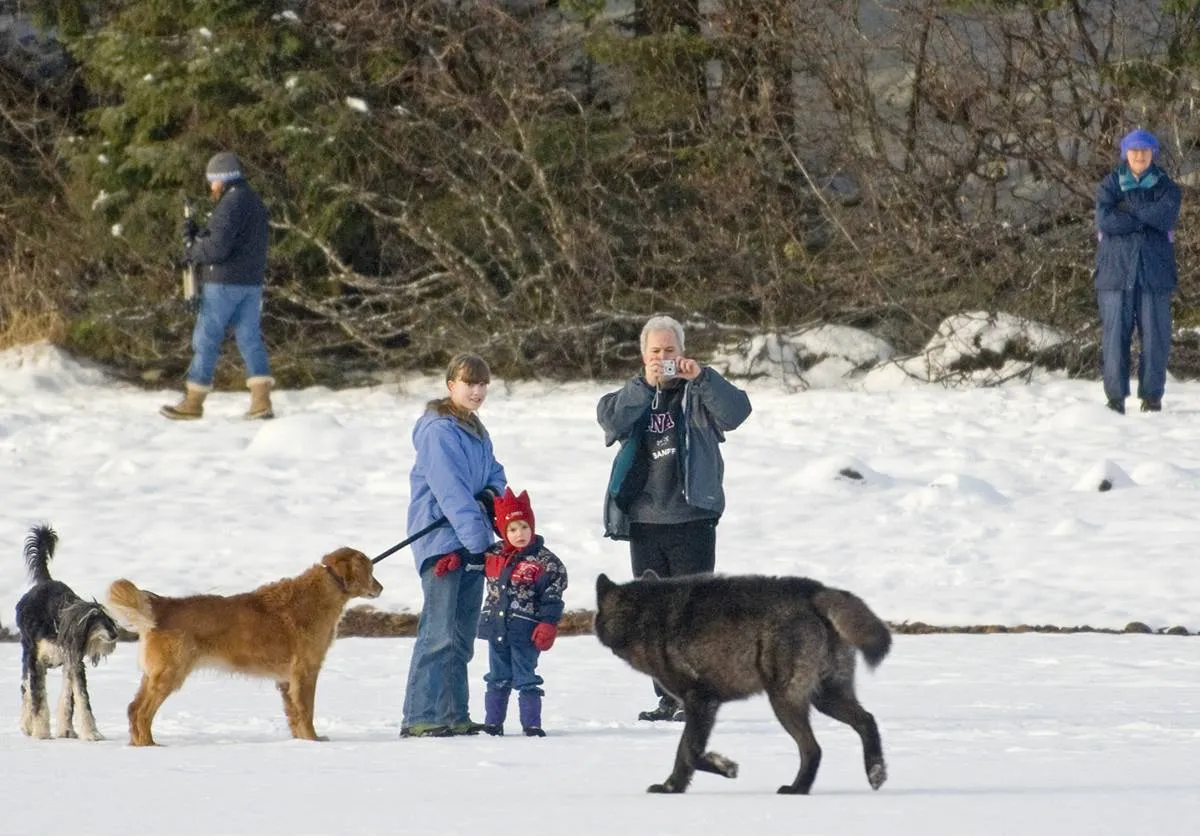 A family takes photos of Romeo the wolf who walks near them and their dogs.