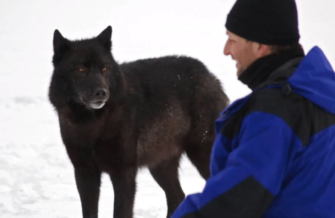A man kneels next to Romeo the wolf.
