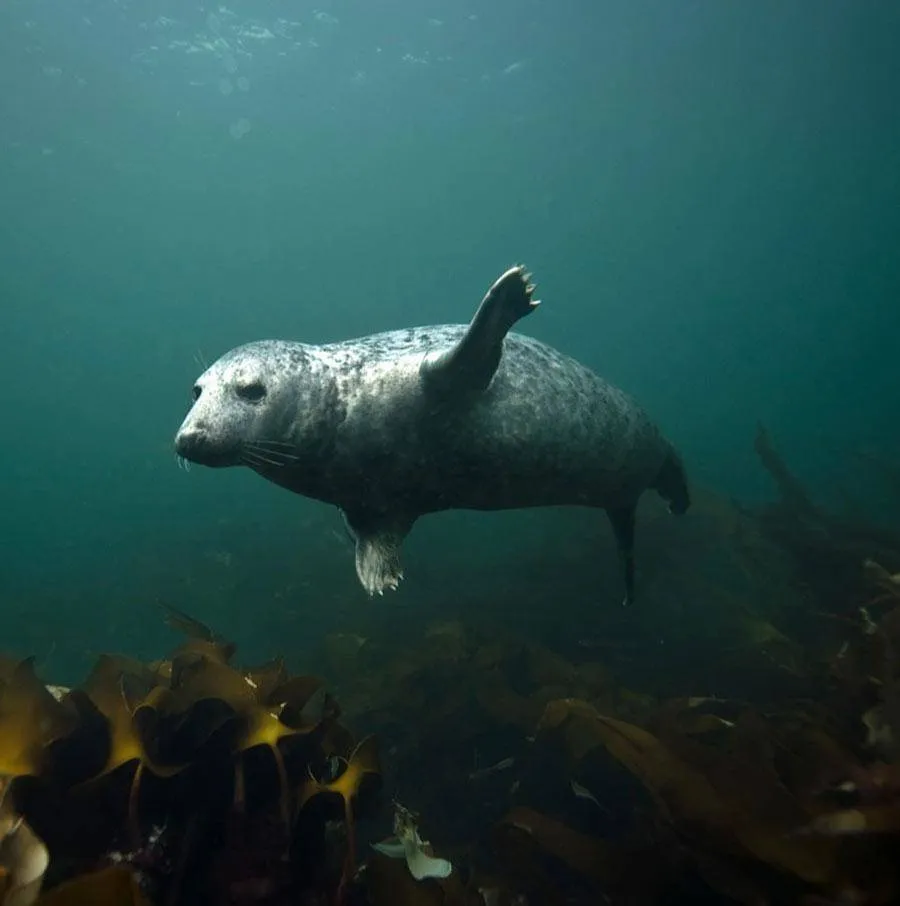 scuba-seal-encounter-11-39761-17519