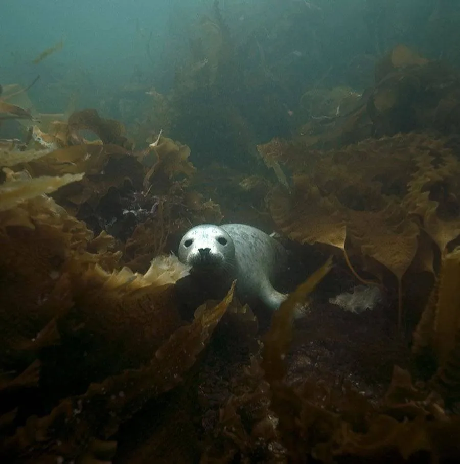 scuba-seal-encounter-15-80405-15653
