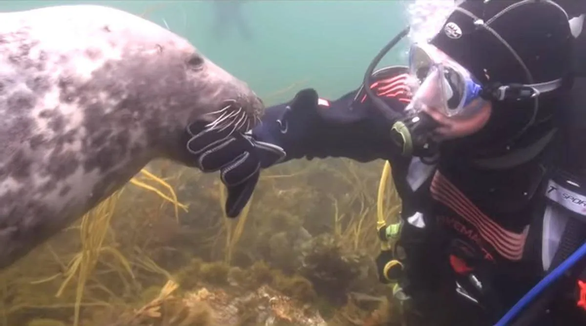 scuba-seal-encounter-16-85824