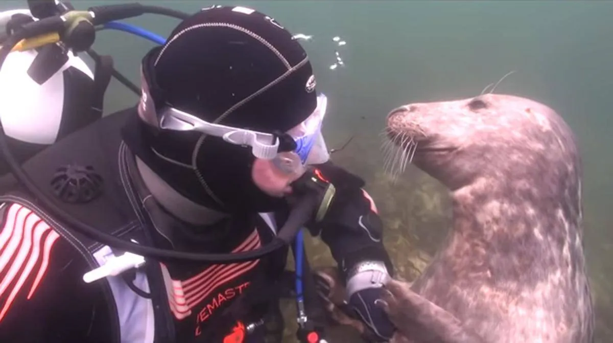 scuba-seal-encounter-18-36730
