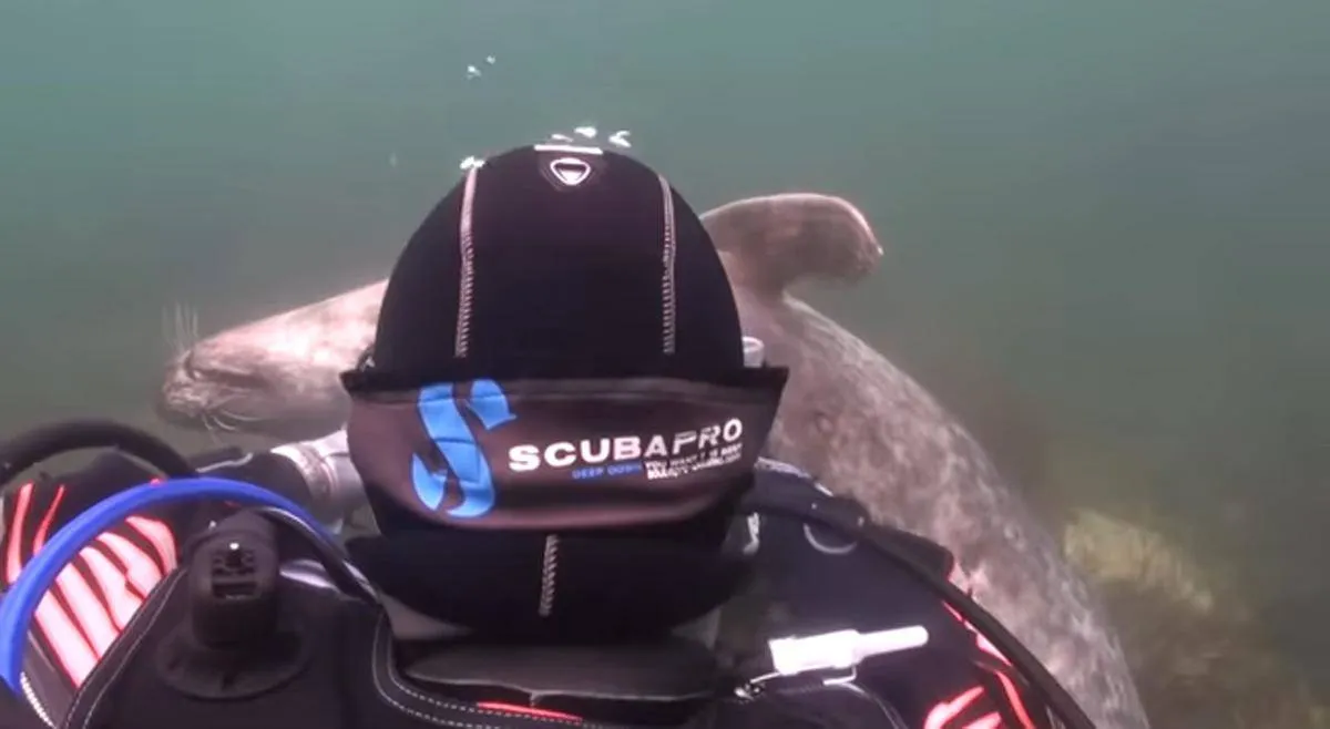 scuba-seal-encounter-20-84717