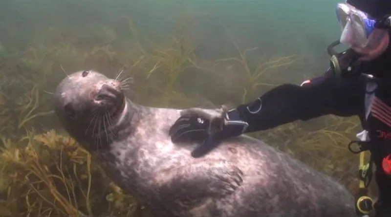scuba-seal-encounter-23-24719-78627
