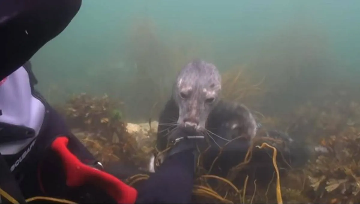 scuba-seal-encounter-28-27944