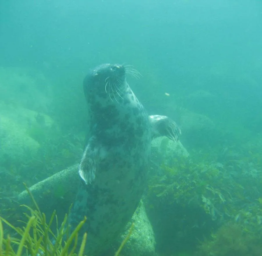 scuba-seal-encounter-4-14646-54883
