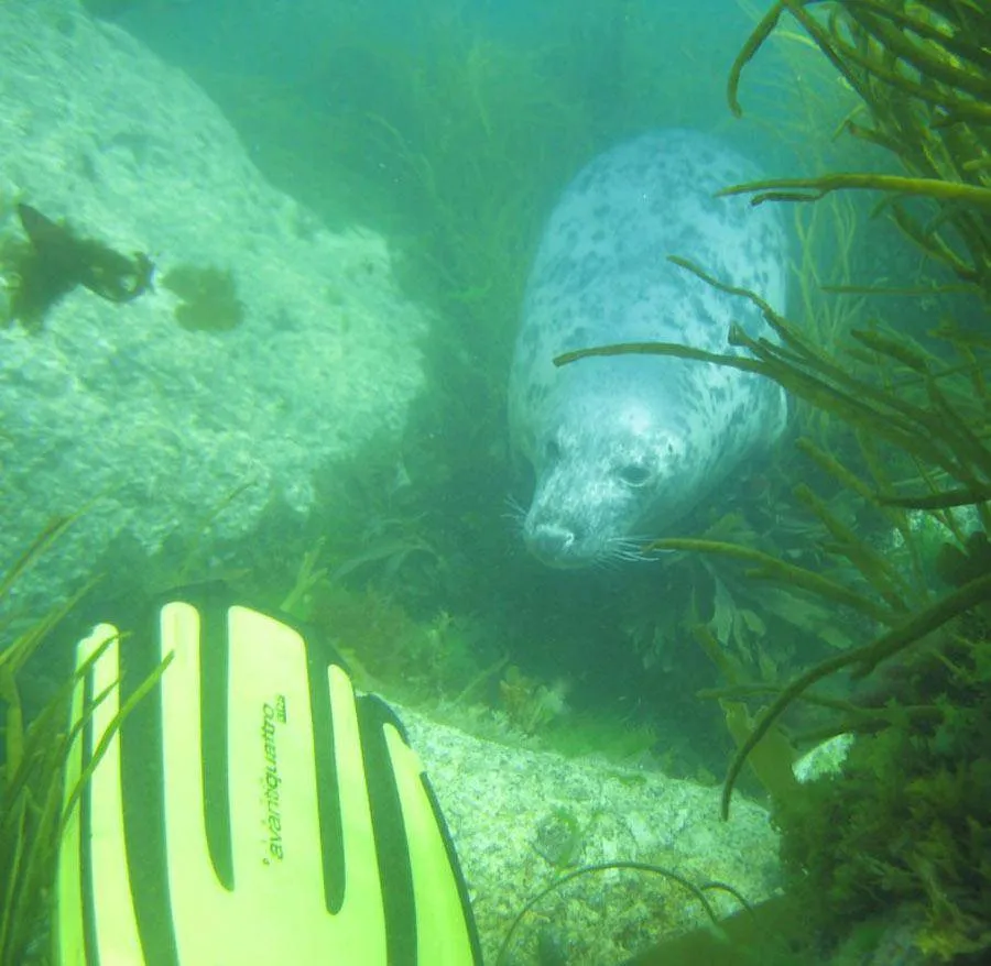 scuba-seal-encounter-5-50976-72887