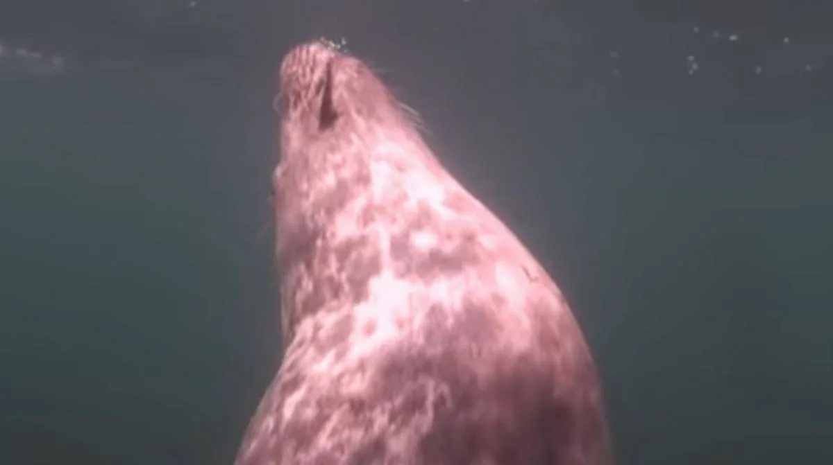 scuba-seal-encounter-7-11600