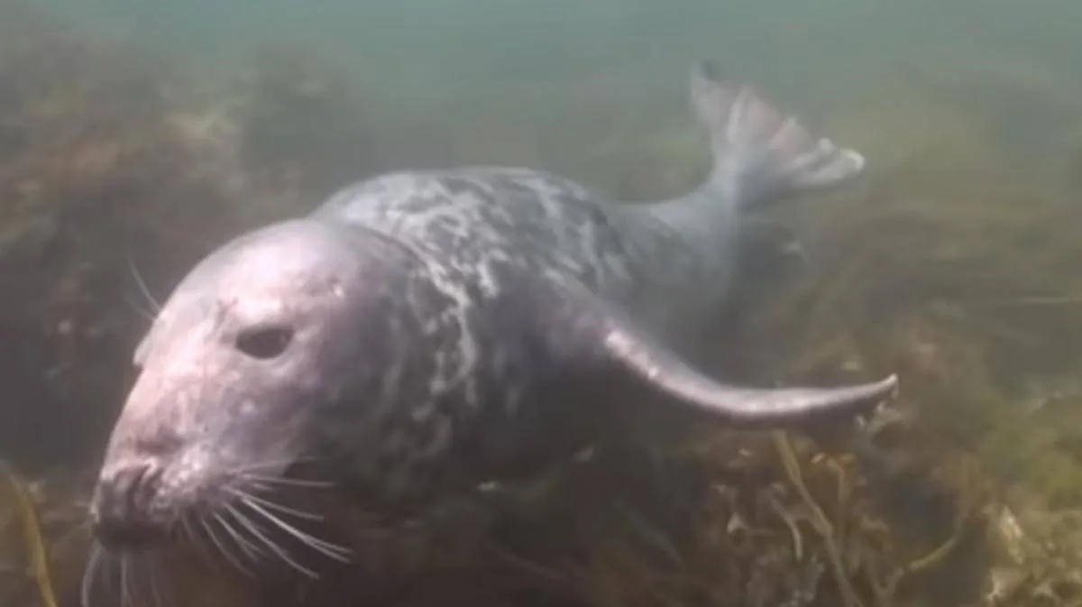scuba-seal-encounter-8-20023