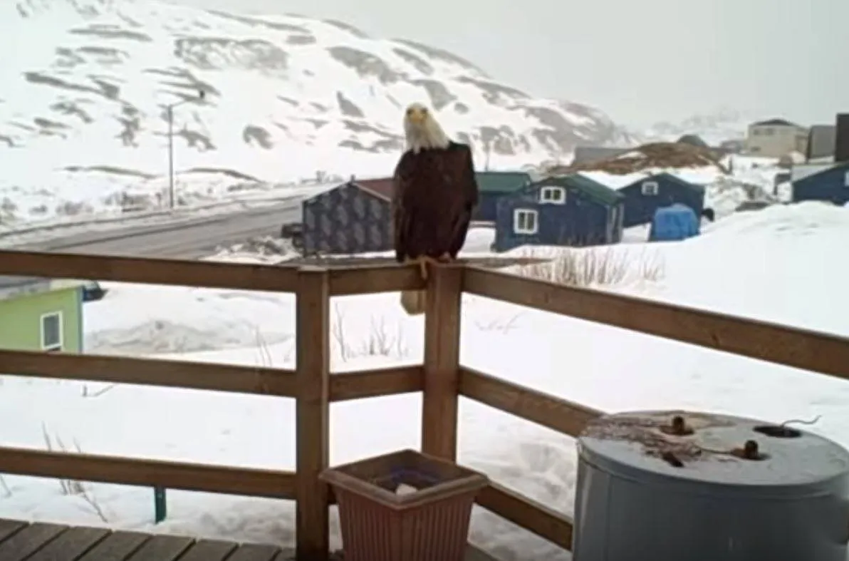 An eagle sits on a porch rail.