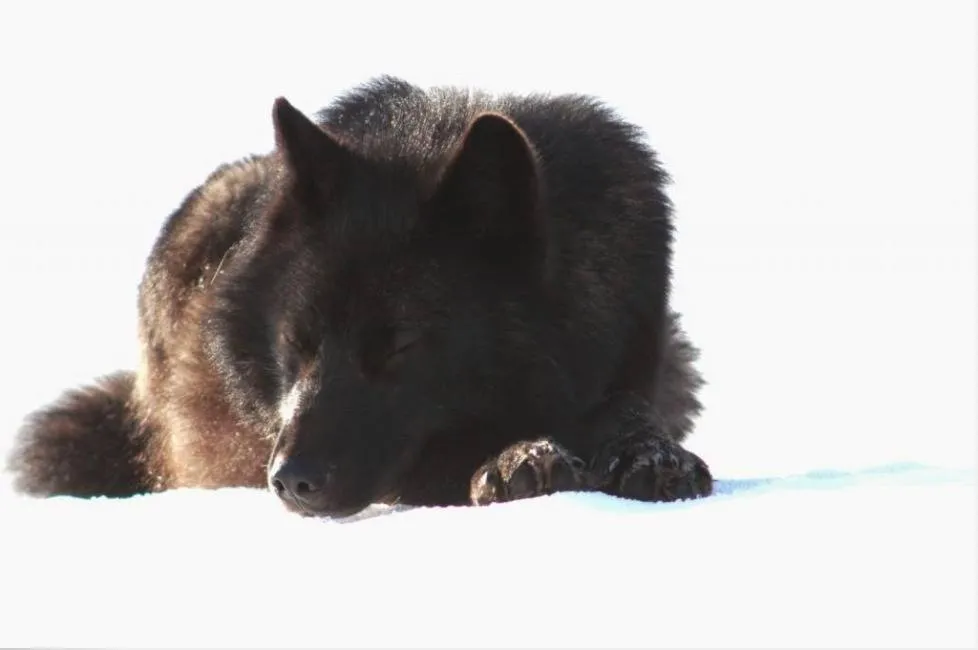 Romeo sleeps in the snow.