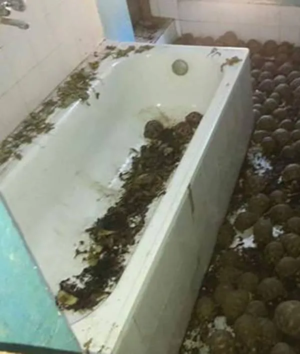 tortoise-tub