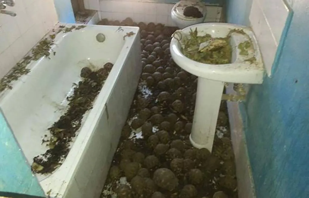 tortoises-in-the-bathroom-58578
