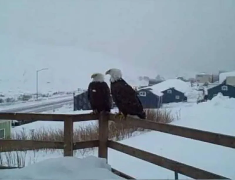 Two eagles sit together on a porch railing.