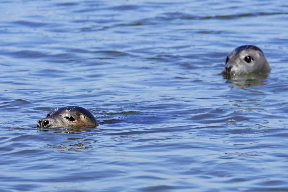 Two young grey seals / gray seals swimming in the Ythan Estuary.