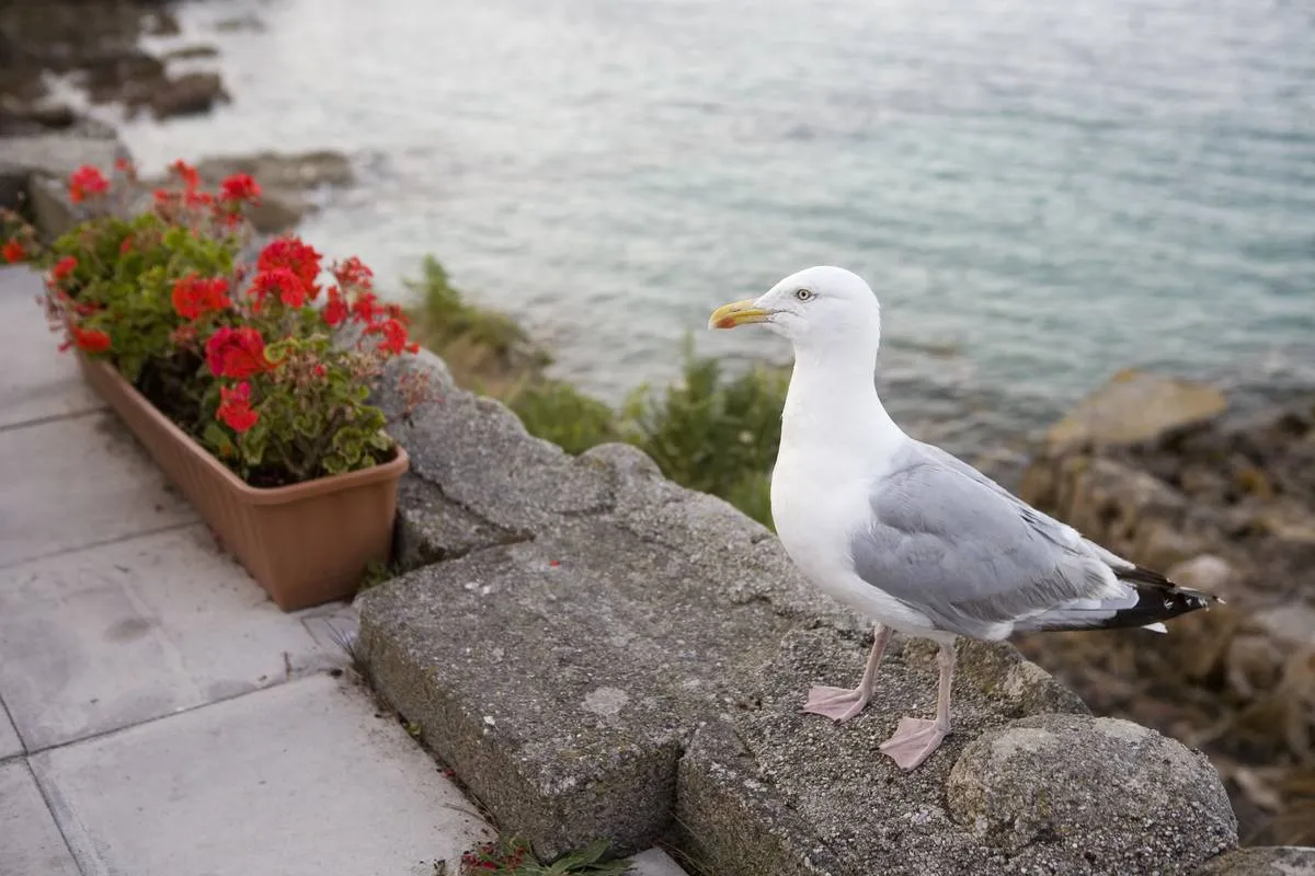 UK - Scilly Isles - Seagull and flowerpot