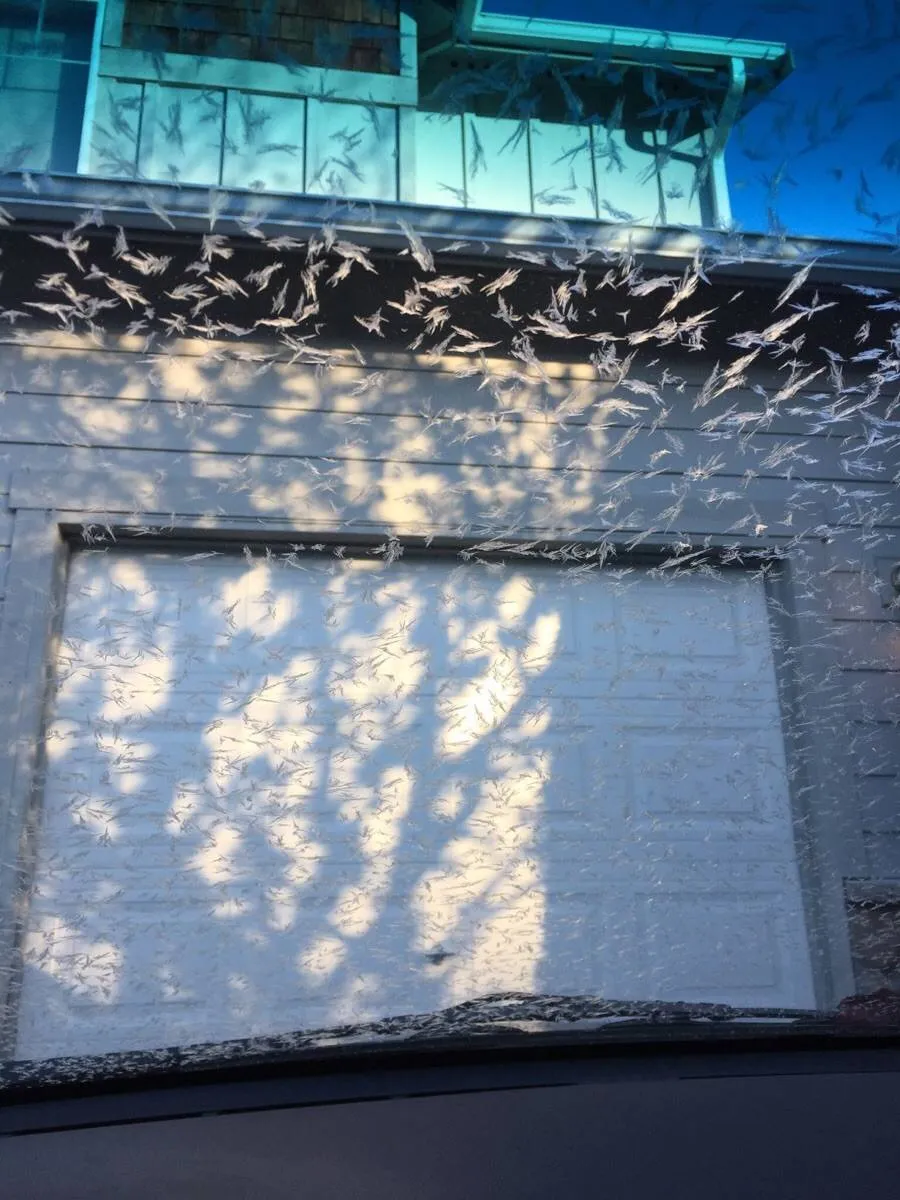windshield ice looks like bird feathers