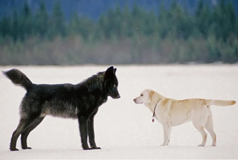 A black wolf and the dog Dakotah stare at each other.
