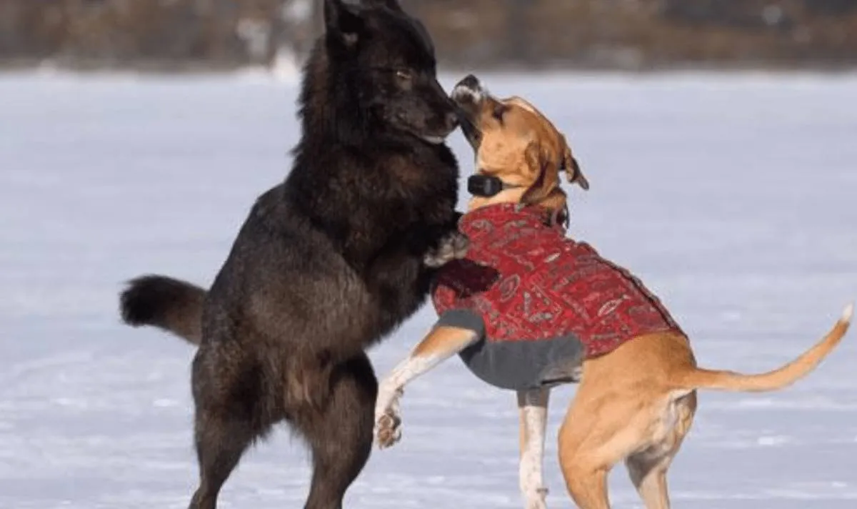 A black wolf plays with a domesticated dog.