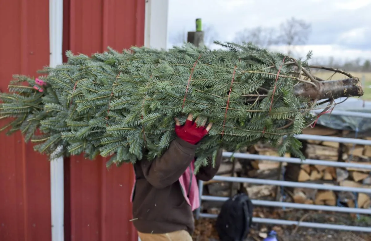 Christmas Trees Are Grown In All 50 States