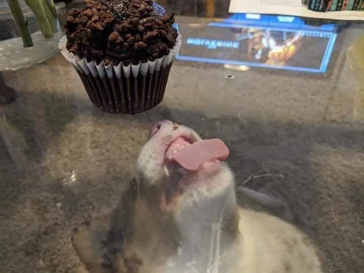 a dog licking the underneath of the table trying to get to a cupcake 