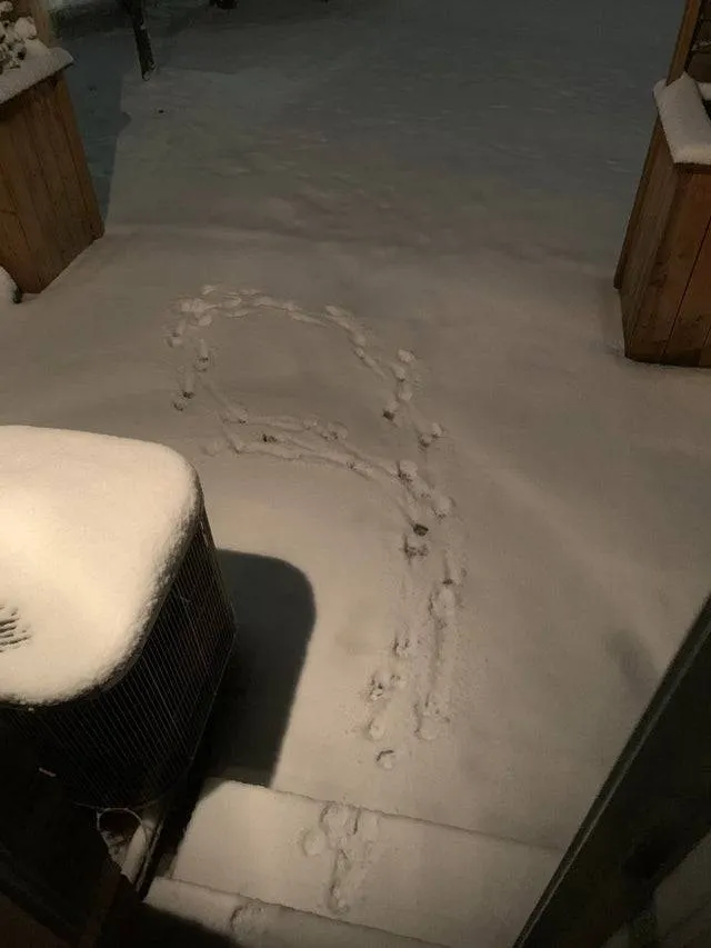 pet tracks in the snow going out the door and then right back in 