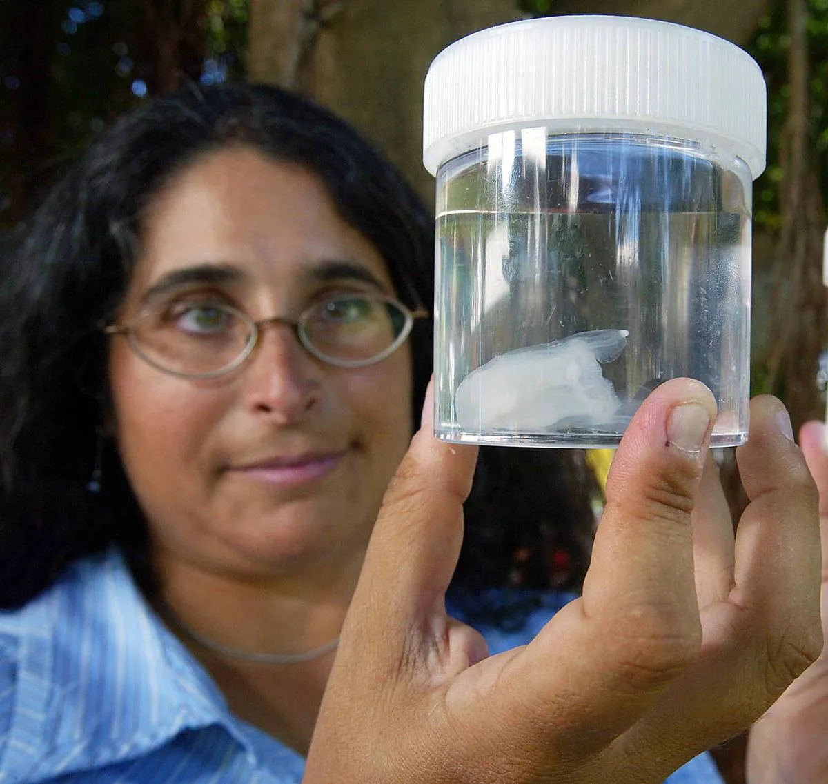A researcher holds up a container with the tiny Irukandji jellyfish, one of the deadliest breeds of box jellyfish.
