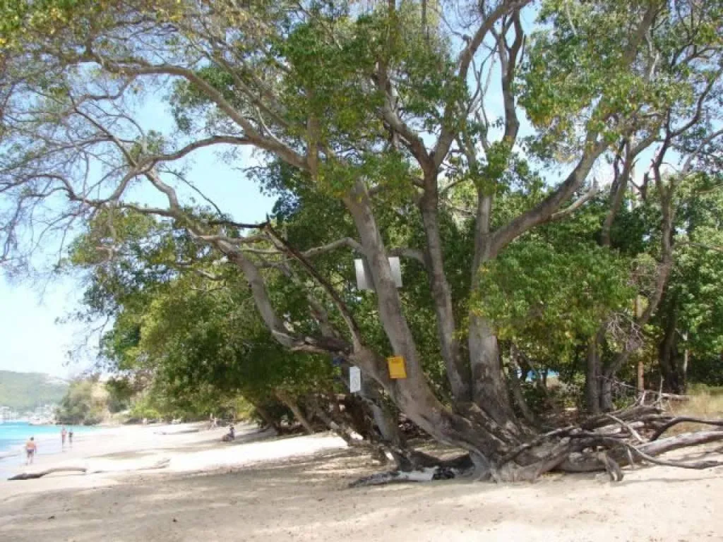 The dangerous Manchineel Tree grows along a beach with warning signs nailed into its trunk.