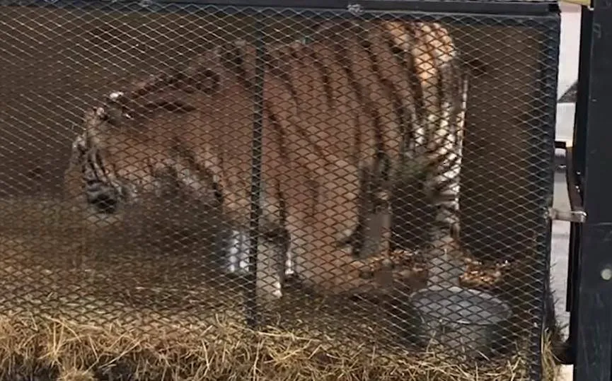 Tiger-found-in-abandoned-Houston-home-0-25-screenshot-99172