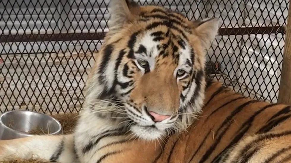 Tiger-found-in-abandoned-Houston-home-0-3-screenshot-87009